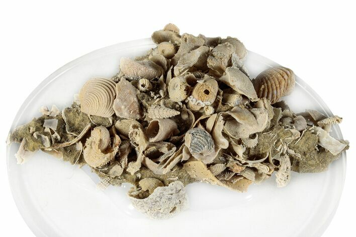 Miniature Fossil Cluster (Ammonites, Bivalves) - France #276232